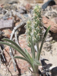 Plantago spp.